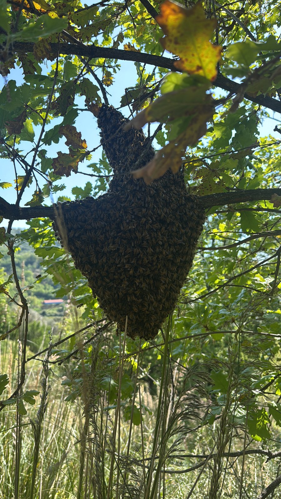 Sciame d'api su un ramo